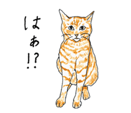 brown tabby cat koto-chan part3 sticker #3134127