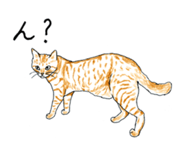 brown tabby cat koto-chan part3 sticker #3134129