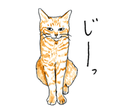 brown tabby cat koto-chan part3 sticker #3134131