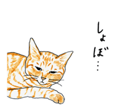brown tabby cat koto-chan part3 sticker #3134132