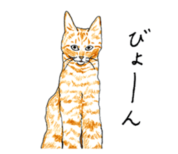 brown tabby cat koto-chan part3 sticker #3134142