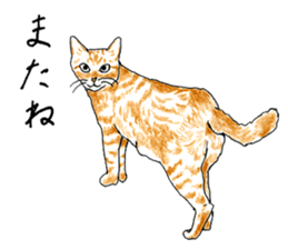 brown tabby cat koto-chan part3 sticker #3134154