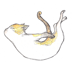 Yoga with Cat sticker #3136258