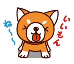 Shiba-chan of Japanese Shiba inu sticker #3152164