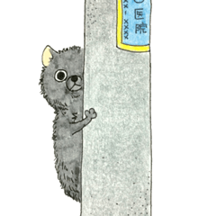 Blak Pomeranian Kokkun