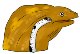 Heteroconger hassi & Muraenidae sticker #3158402