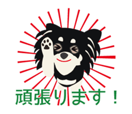 Uri Black Tan Chihuahua sticker #3191654
