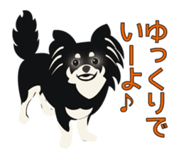 Uri Black Tan Chihuahua sticker #3191664
