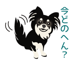 Uri Black Tan Chihuahua sticker #3191666