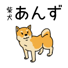 Anz the Japanese shiba dog