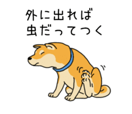 Anz the Japanese shiba dog sticker #3202174
