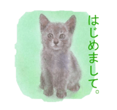 A lot of cute cats sticker #3230776