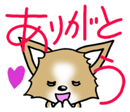 Chihuahua's Sticker! sticker #3236140
