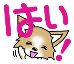 Chihuahua's Sticker! sticker #3236145