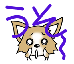 Chihuahua's Sticker! sticker #3236158