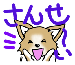 Chihuahua's Sticker! sticker #3236169