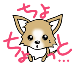 Chihuahua's Sticker! sticker #3236176