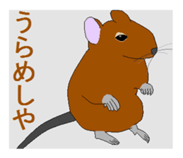 It is a degu sticker #3244913