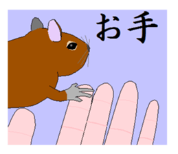 It is a degu sticker #3244918