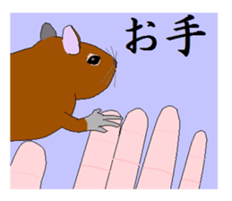 It is a degu sticker #3244918