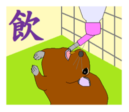 It is a degu sticker #3244925