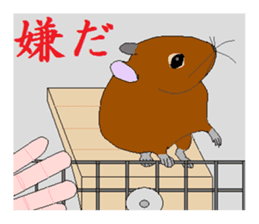It is a degu sticker #3244933