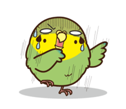 Miss Lovebird-Budgerigar in house sticker #3247281