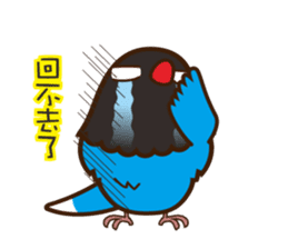 Miss Lovebird-Urocissa caerulea's life sticker #3262607