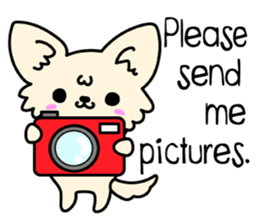 Chiwawa Cute dog "kabocha" sticker #3294879