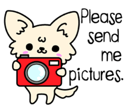 Chiwawa Cute dog "kabocha" sticker #3294879