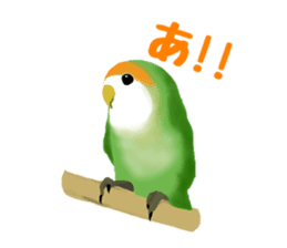 Love bird Rubio!! sticker #3308019