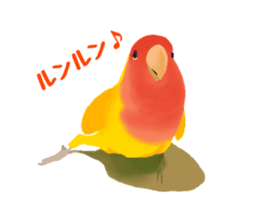 Love bird Rubio!! sticker #3308023