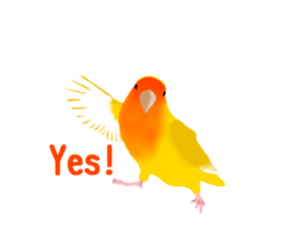 Love bird Rubio!! sticker #3308024