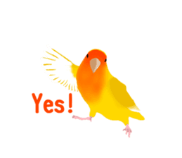 Love bird Rubio!! sticker #3308024