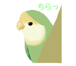 Love bird Rubio!! sticker #3308030