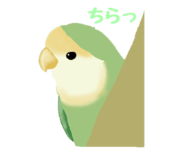 Love bird Rubio!! sticker #3308030