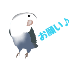 Love bird Rubio!! sticker #3308032