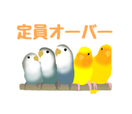 Love bird Rubio!! sticker #3308038