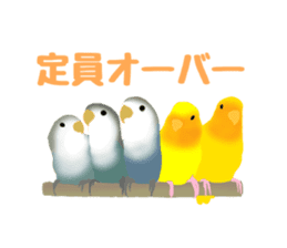 Love bird Rubio!! sticker #3308038