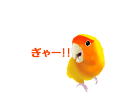 Love bird Rubio!! sticker #3308039