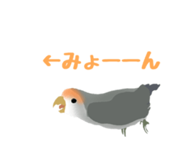 Love bird Rubio!! sticker #3308040