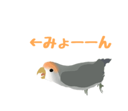 Love bird Rubio!! sticker #3308040