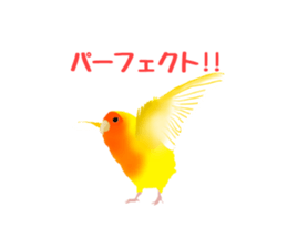 Love bird Rubio!! sticker #3308043