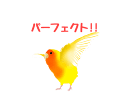 Love bird Rubio!! sticker #3308043