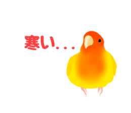 Love bird Rubio!! sticker #3308044