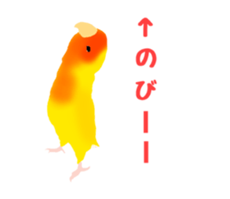 Love bird Rubio!! sticker #3308047