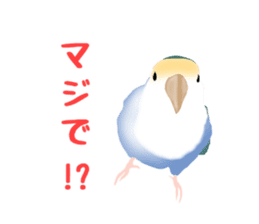 Love bird Rubio!! sticker #3308048