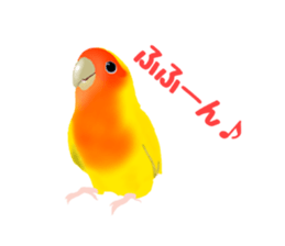 Love bird Rubio!! sticker #3308050