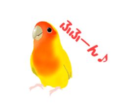 Love bird Rubio!! sticker #3308050