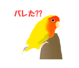 Love bird Rubio!! sticker #3308051